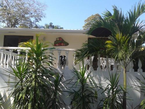 a house with palm trees in front of it at Hibiscus House Bed and Breakfast in Contadora