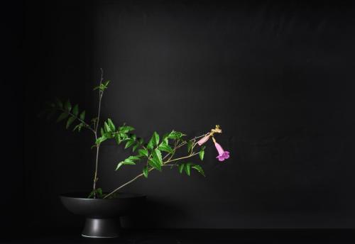 a plant with a pink flower in a vase at Yakamoz Erhai Hotel in Dali