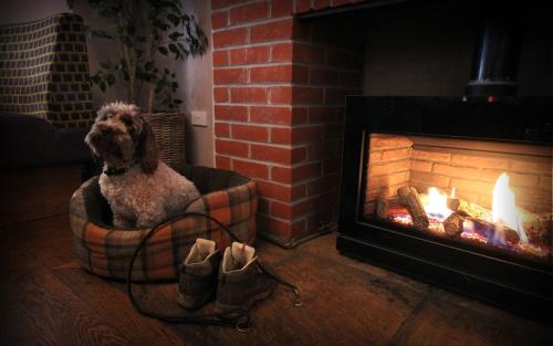 a dog sitting in a living room next to a fire place at Stones Hotel and Bar in Minehead