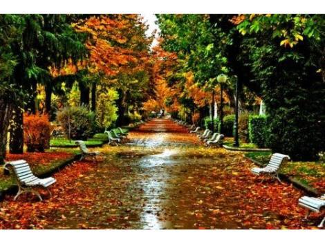 a wet road with benches in a park with trees at El Collado 17 in Soria
