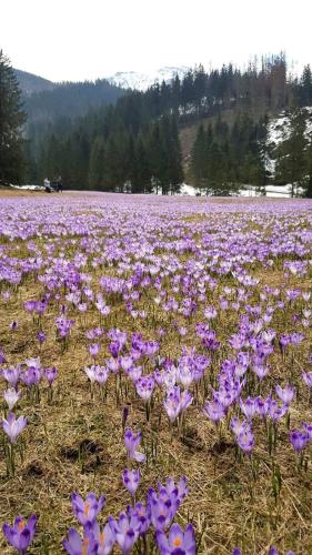 a field of purple flowers in a field at Willa u Zwijaczy in Zakopane