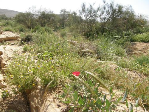 a red flower in the middle of a field of grass at Hadass Desert Inn in Dimona