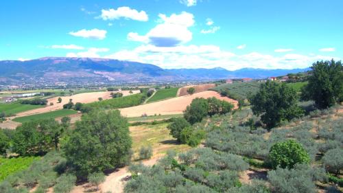 a view of the rolling hills and trees at Agriturismo il Girasole in Montefalco