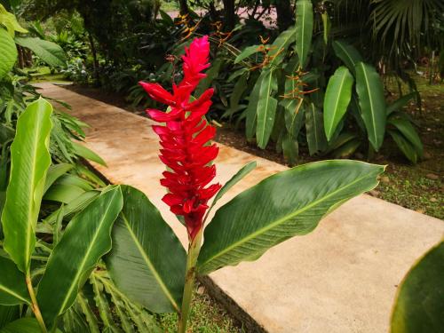 a red plant with green leaves next to a sidewalk at Hotel Catarata Río Celeste in Bijagua