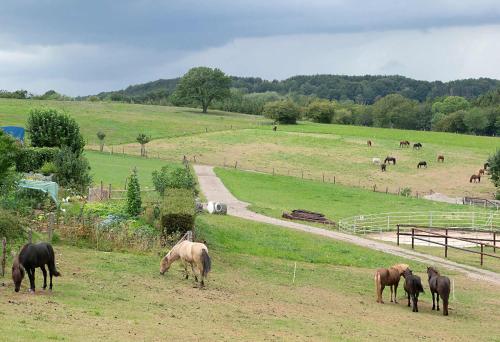 a group of horses grazing in a field at Ferienwohnung Roderath in Nettersheim