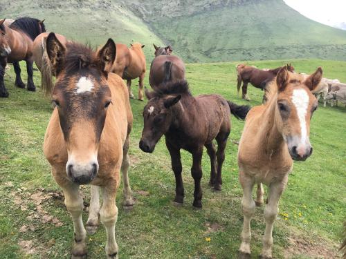 a group of horses standing in a field at Casa Rural Era de Ferro in Erill la Vall