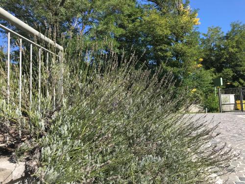 a tall grass plant next to a fence at B&B Oasi Vetoio in LʼAquila