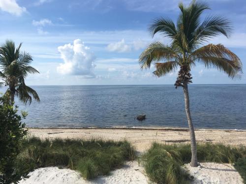 a palm tree on a beach near the ocean at Deer Run on the Atlantic in Big Pine Key