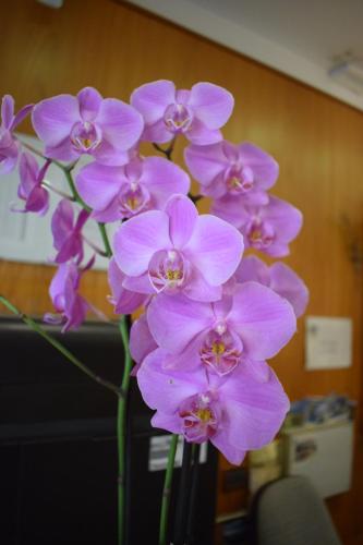 a bunch of purple flowers in a vase at Hotel Principe in Udine