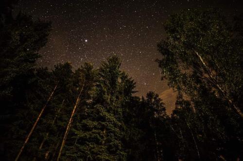 a starry night with trees in the foreground at Lesní chaty "Hogo Fogo" in Kytlice