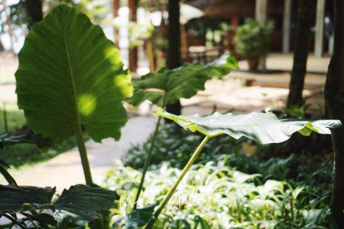 a large green leaf in a garden with other plants at Villa Allure Koh Mak in Ko Mak