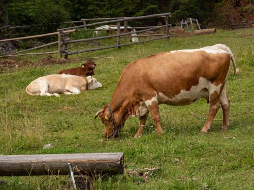 two cows grazing in a field of grass at Alpeambient house Dovje in Mojstrana