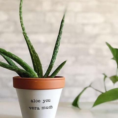 a green potted plant sitting on a table at Viaros Hotel Apartments in Tolo