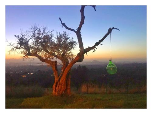uma árvore com uma garrafa verde pendurada nela em Sul Colle em Moricone