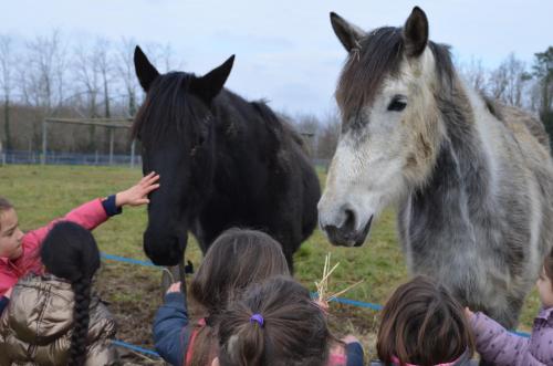 a group of children are looking at two horses at La petite ferme de Pouillon - Parc animalier - aire de loisirs in Pouillon