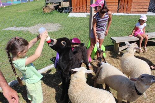 a group of children feeding goats and sheep at La petite ferme de Pouillon - Parc animalier - aire de loisirs in Pouillon