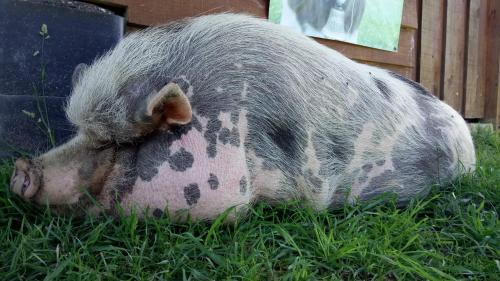 a pig laying in the grass in the grass at La petite ferme de Pouillon - Parc animalier - aire de loisirs in Pouillon