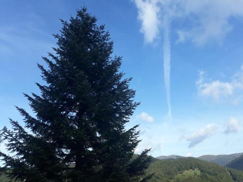 a large pine tree with mountains in the background at Ca' du Tu in Masone