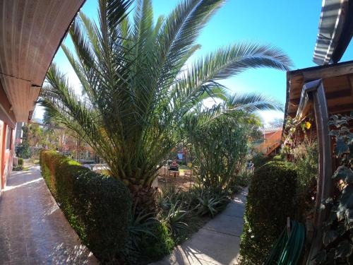 a palm tree sitting next to a sidewalk at Hostal Michel in Vicuña