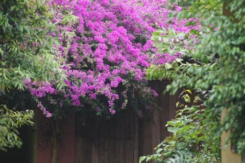 a bunch of purple flowers hanging from a fence at Hacienda La Isla Lodge in Sarapiquí