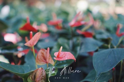 a group of red flowers with green leaves at Villa Allure Koh Mak in Ko Mak