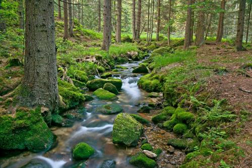 a stream in a forest with rocks and trees at Knaus Campingpark Lackenhäuser in Neureichenau