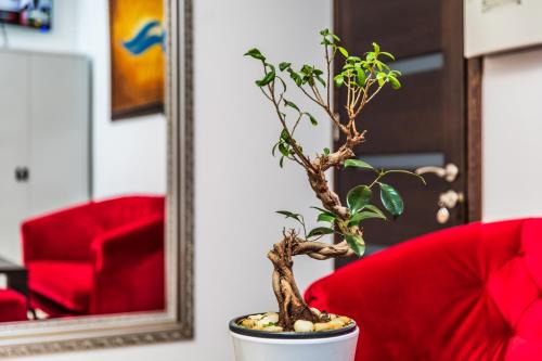 a plant sitting on a table in front of a mirror at Amber vila in Šventoji