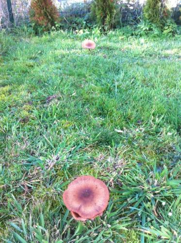 two mushrooms in a field of grass with a frisbee at Embarcadère 56 in Chiny