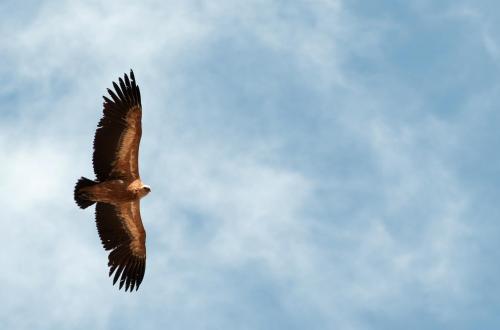 a bird flying in the sky at Thalori Traditional Ecotourism Village in Kapetanianá