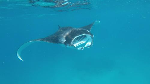 ホテルの敷地内または近くにいる動物