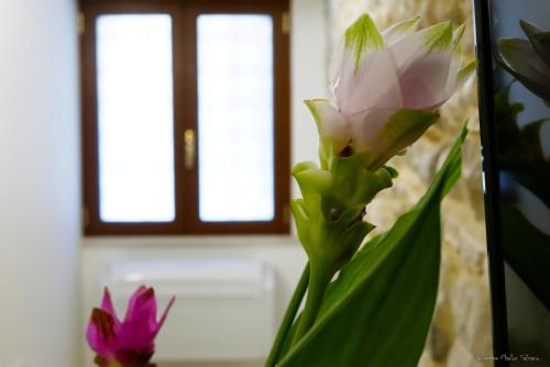 a pink flower in a vase next to a window at B&B AL TEATRO ROMANO in Benevento