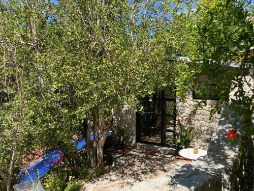 a house with a tree in front of a building at Cabañas Caballieri in Pisco Elqui