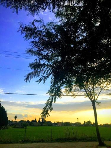 a tree in a field with the sunset in the background at בית מרום in Gan Shomeron