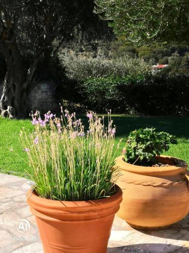 Κήπος έξω από το Hill Lofos Hotel