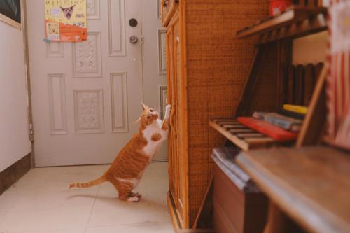 an orange and white cat standing in front of a door at Red Letter Day in Tainan