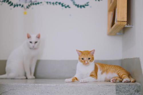 two cats sitting on the floor in a room at Red Letter Day in Tainan