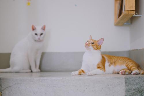 two cats sitting on a counter with one looking up at Red Letter Day in Tainan