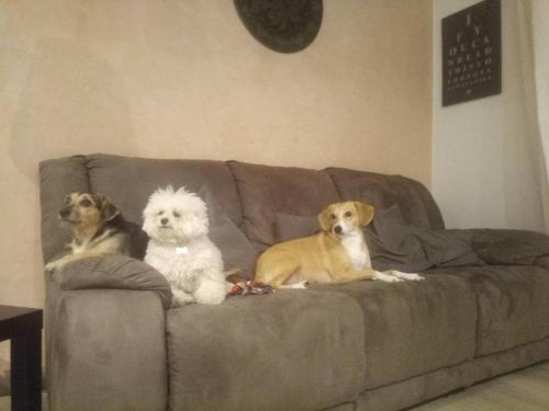 two dogs are sitting on a couch at L'angolo di Betti in Rivergaro
