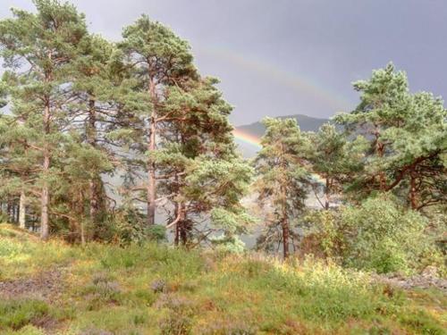 eine Gruppe von Bäumen auf einem Hügel mit Regenbogen im Hintergrund in der Unterkunft Sognevegen 2242 in Haugsvær