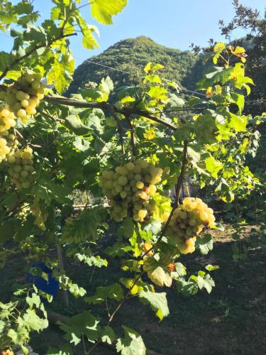 a bunch of grapes hanging from a tree at B&B Da Felice in Serino