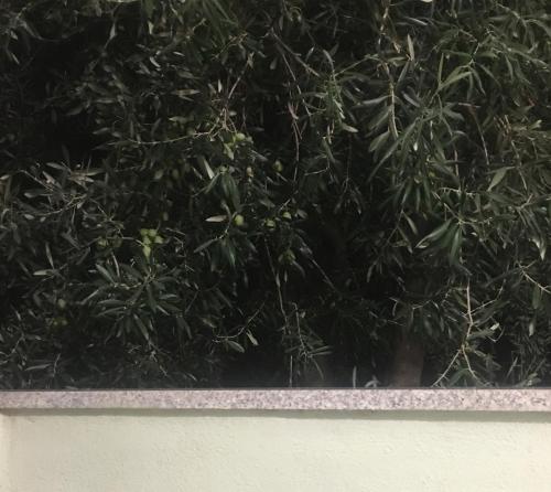 a green plant in a window next to a wall at Trebinje Mirjana in Trebinje