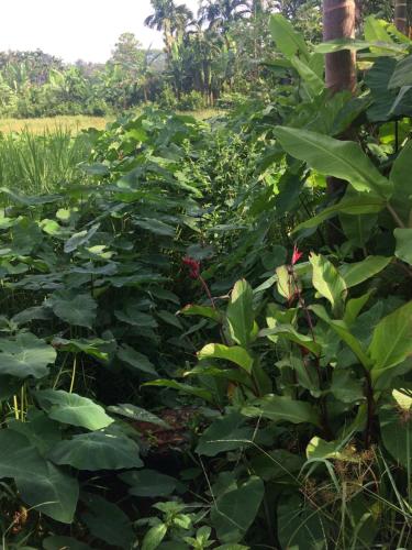 a garden with lots of green plants at IBBANI Homestay, Siddapur in Siddāpur
