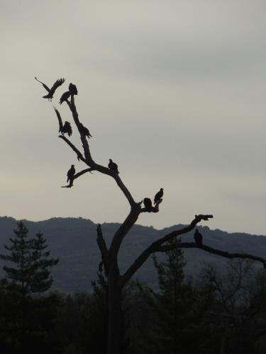 a group of birds sitting on a tree branch at The Branded Calf Bed & Breakfast in Squaw Valley