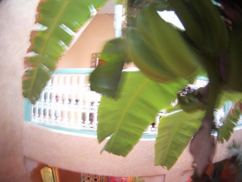 Foto de la galería de Riad Dar Mchicha en Marrakech