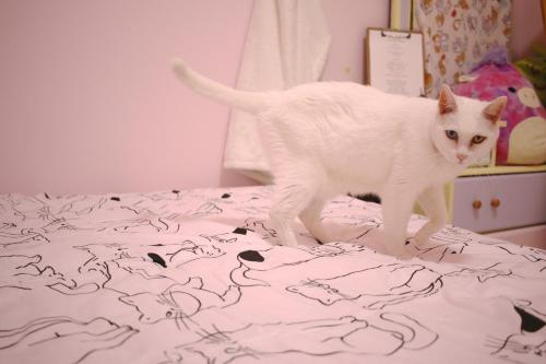 a white cat walking on top of a bed at Red Letter Day in Tainan