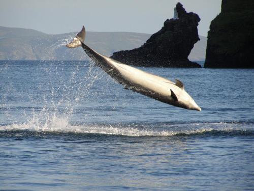 a dolphin jumping out of the water at Dingle Skellig Hotel in Dingle