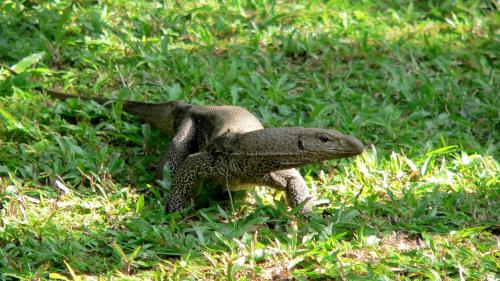 a lizard is standing in the grass at Gästehaus Isabella in Beruwala