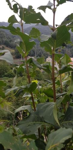 un grupo de plantas verdes en un campo en ,A cantinella, une cave a fromage au centre corse, en Santa-Lucia-di-Mercurio