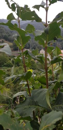 a group of green plants in a field at ,A cantinella, une cave a fromage au centre corse in Santa-Lucia-di-Mercurio