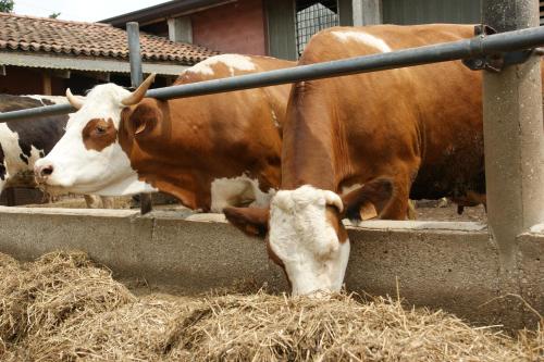 a group of cows eating hay from a trough at Agriturismo Villa Mocenigo in Mirano